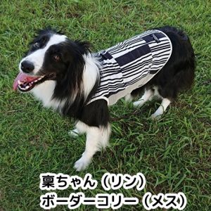 ボーダーコリー稟ちゃん