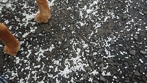 融雪剤は踏んじゃダメよ