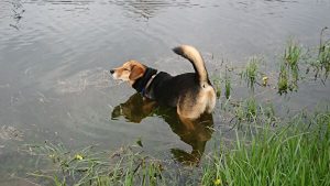 水の中も大好き