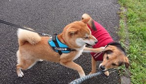 クッキーくんと遊ぶ