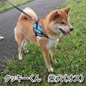 クッキーくん