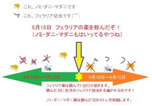 フェラリア予防薬の話