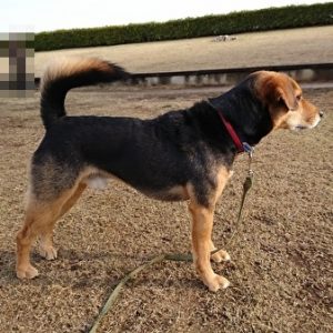 犬3歳の筋肉