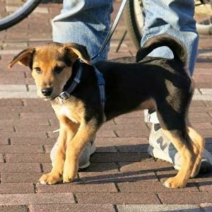 犬4か月の筋肉