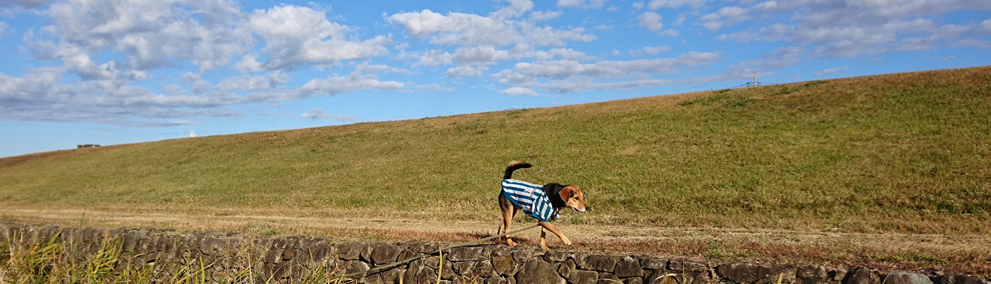 レックスランド老犬介護ホームトップ