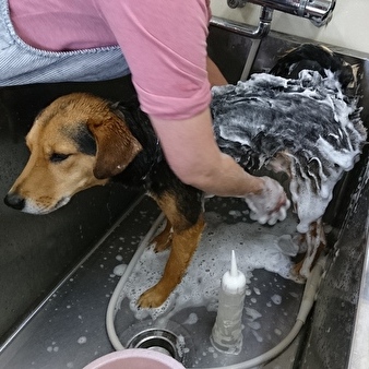 犬のシャンプーとトリミング_ワンだフロ