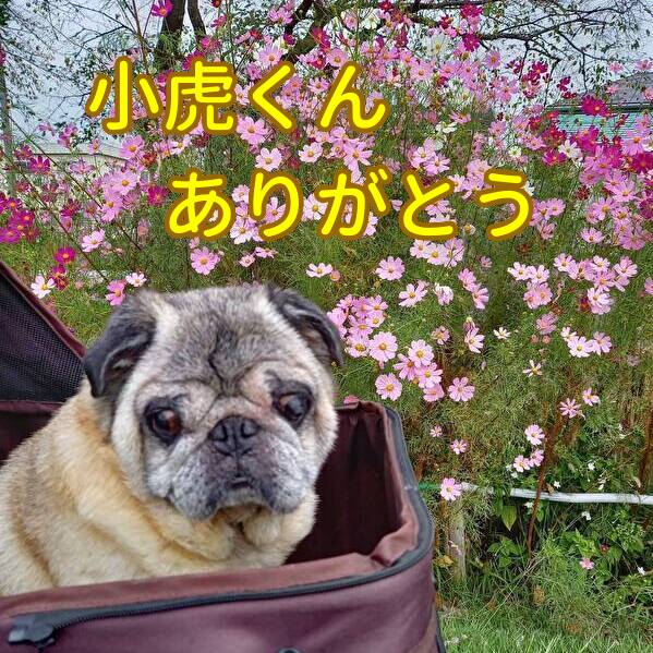 小虎くんから犬グッズをたくさんご寄付いただきました