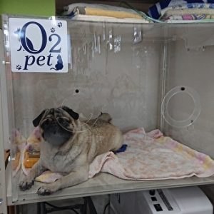 犬用酸素室