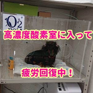 ペット酸素室で疲労回復