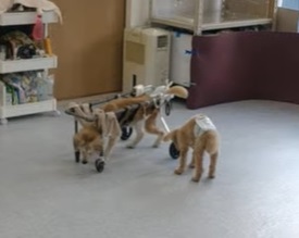 老犬介護ホーム、ペットホテル、トリミングのレックスランド