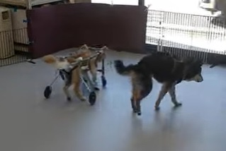 老犬介護ホーム、ペットホテル、トリミングのレックスランド