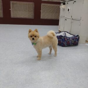 老犬介護ホーム、ペットホテル、トリミングのレックスランド