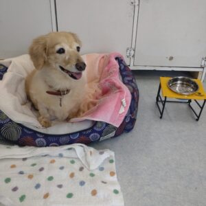 老犬介護ホーム、ペットホテル、トリミングのレックスランド